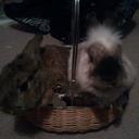 bunnbunnsgirl avatar