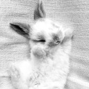 bunnieforyou avatar