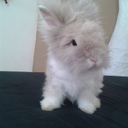 bunnies-are-fluffy-and-cute-blog avatar