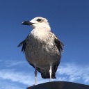 bunnies-are-jerks avatar