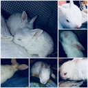 bunnies-fordays-blog avatar