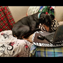 bunniesandboba avatar