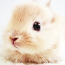 bunniesandco avatar