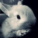 bunniesgalore-blog avatar