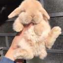 bunniesxbiscuits avatar