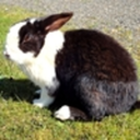 bunniewabbit avatar