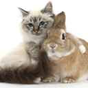 bunny-and-kitty avatar