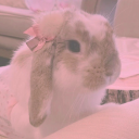 bunny-binkies avatar