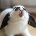 bunny-reblogs avatar