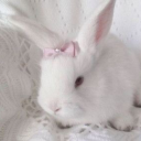 bunny-tail avatar