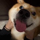 bunnyboygirlgod avatar