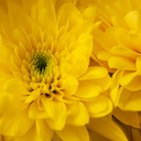 bunnyjoyce-blog avatar