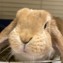 bunnylover1015 avatar