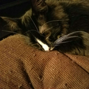 bunnyluvdeath avatar