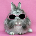 bunnyluver avatar