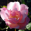 bunnyorwhatphoto-blog avatar