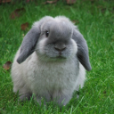 bunnypost-generator avatar
