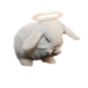 bunnysad avatar