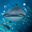 bunnyshinananao avatar