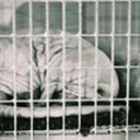 bunnyshowwhytho avatar