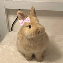 bunnyyhope avatar