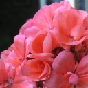 buphthalmumsalicifolium avatar