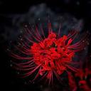 burgeoningcrimson avatar