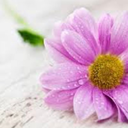 buried-in-books avatar