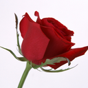 burnbrighterthanthestars avatar