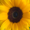 burnedtreasures avatar