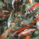 burning-dust-brains avatar