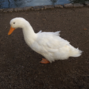 burning-sugar avatar