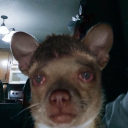 burninginthecorner avatar