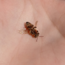 burningmindeu avatar