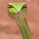 burritoaddict avatar