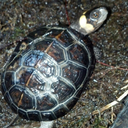 burrungandjii avatar