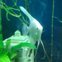 burymefaced0wn avatar