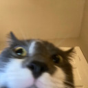 burymeinabedofmoss avatar