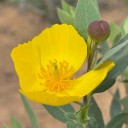 bushpoppy avatar
