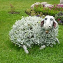 bushsheep avatar