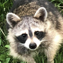 business-raccoons-wild-ride avatar