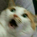 bussy-bop-orflop avatar