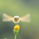 busybeesbuzzing avatar