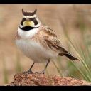 but-we-respect-his-craft avatar