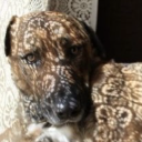 butch-borisdrubetskoy avatar