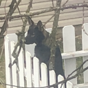 buthedidnthavethemoneyforaguitar avatar