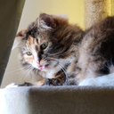 butmostlycats avatar