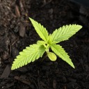 buttcheesetaco avatar