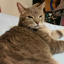 butteflygrlficrecs avatar