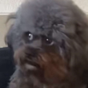 butter-n-breadrolls avatar